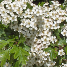 Hawthorn, Common